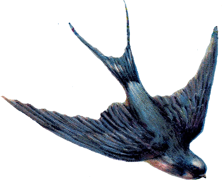 Dove Graphics - Swallow Bird Png (782x678), Png Download