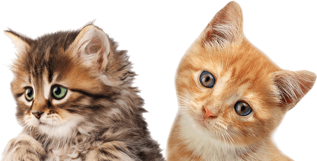 Kitten Png (1024x585), Png Download