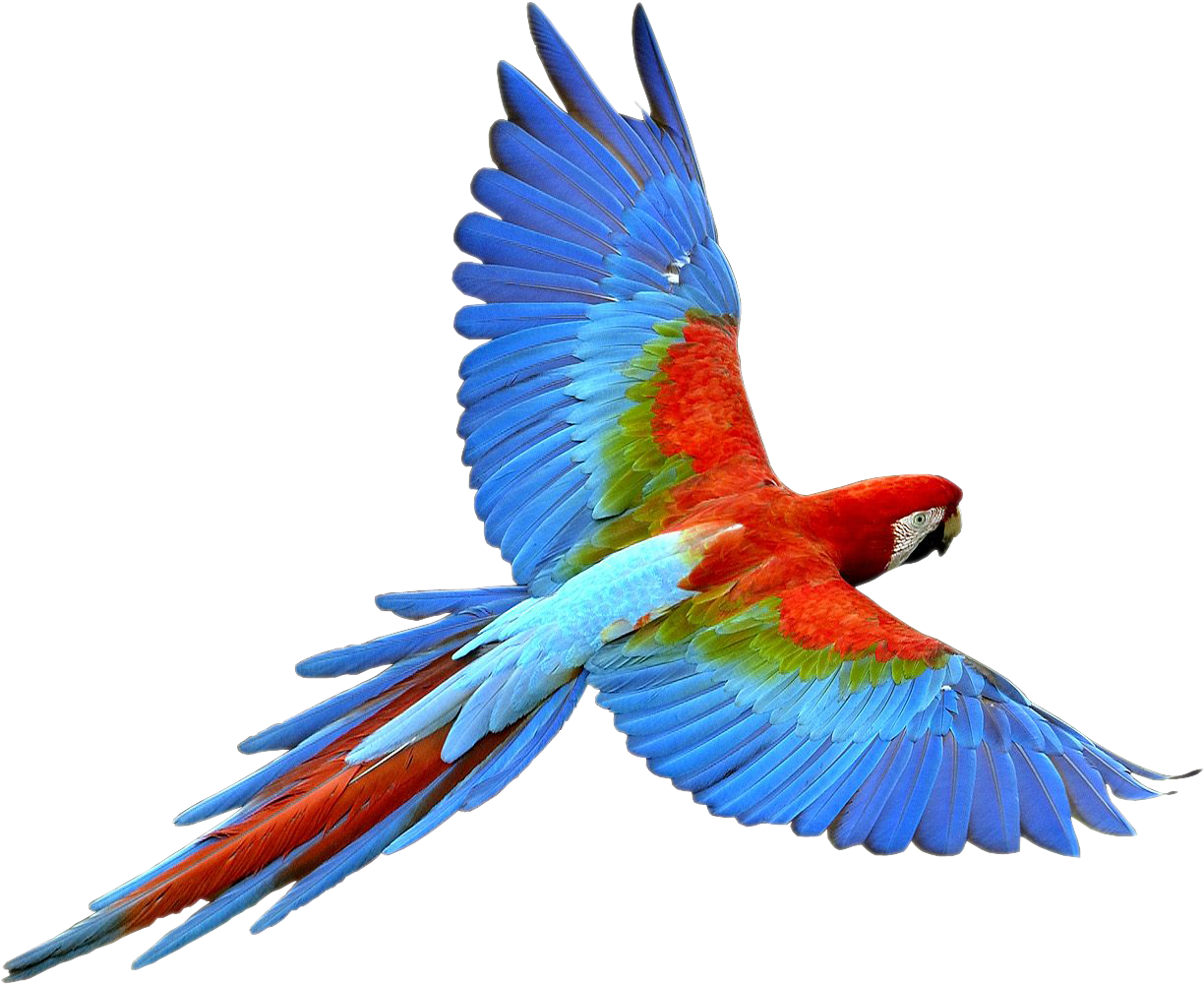Parrot Clipart Transparent Background - Parrot Transparent (1286x1050), Png Download