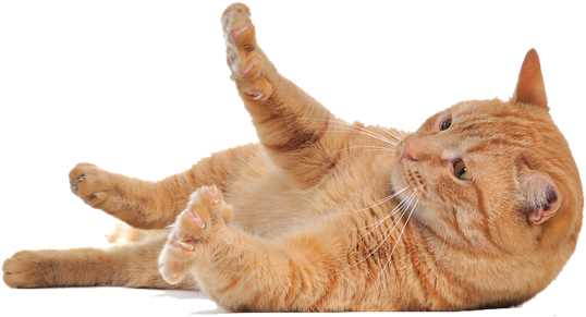 Lying Cat Png - Cat Png (600x401), Png Download
