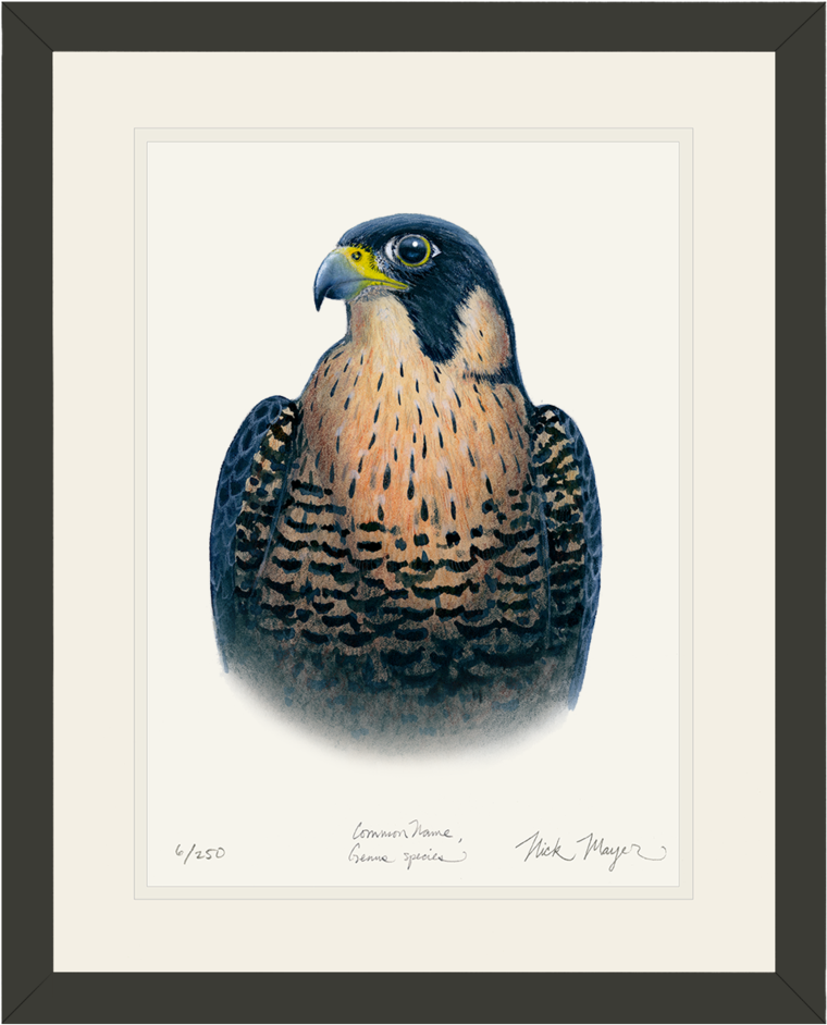 Peregrine Falcon Original Watercolor Painting - Peregrine Falcon (862x1023), Png Download