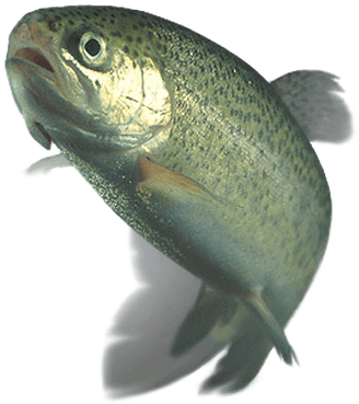 Trout - Funny Things To Airdrop (400x400), Png Download