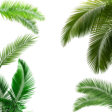 Palm Tree Leaf, Palm Tree Leaf, Palm Tree Transparent - Palm Leaves Poster (360x360), Png Download