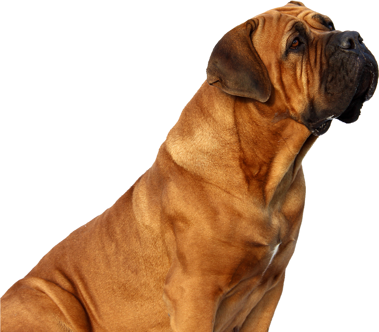 Dog Png (1418x1195), Png Download