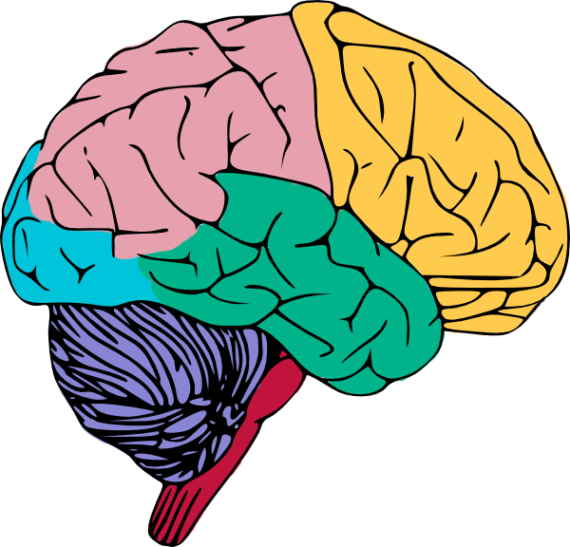 Human Brain Png High-quality Image - Brain Clipart (570x547), Png Download