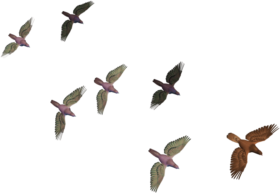 Bird, Album - Bird (1024x768), Png Download
