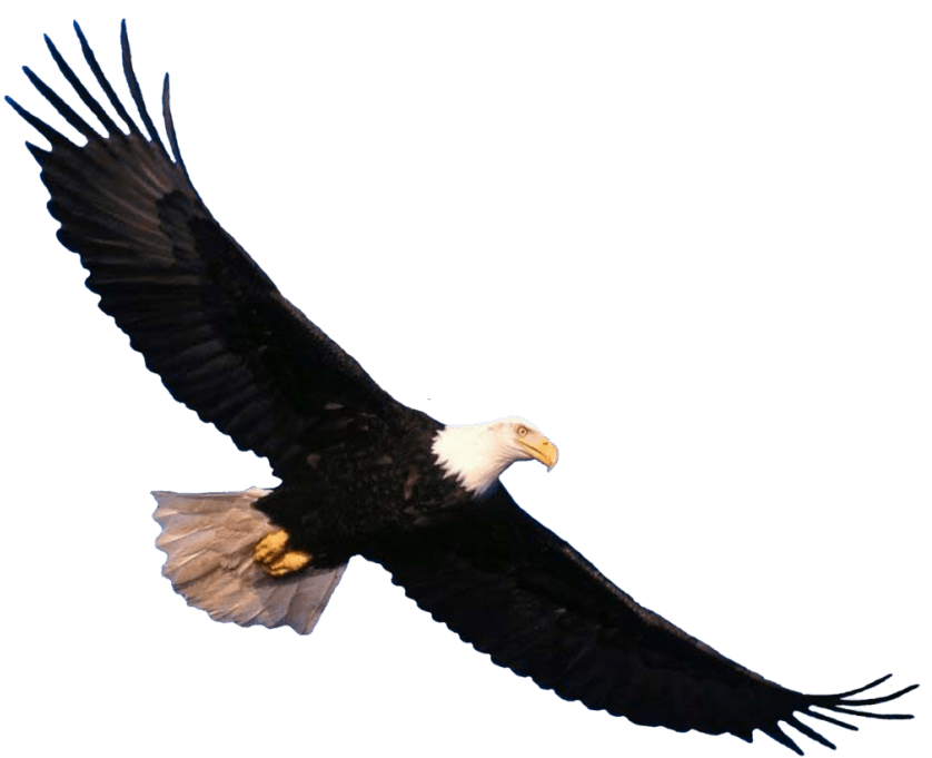 Free Png Eagle Png Images Transparent - Eagle Png (850x691), Png Download