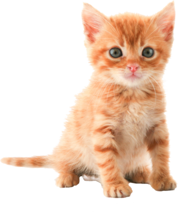 Kitten Png (600x716), Png Download