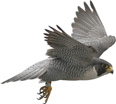 Birds Icon Clipart - Bird Of Prey Transparent (405x361), Png Download