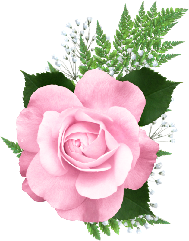 Pink Rose Png Transparent Picture - Pink Roses Png Transparent (673x845), Png Download