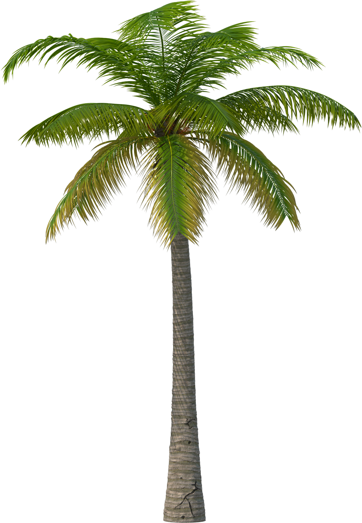 Palm Tree Png (2048x2048), Png Download