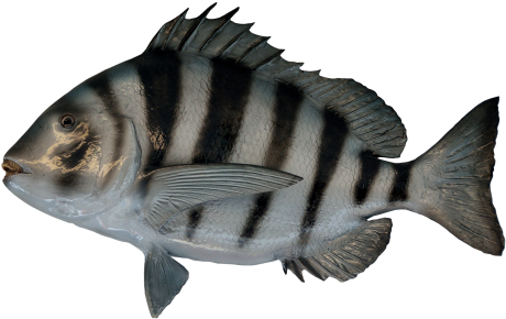 Fish Png Transparent Image - Transparent Background Fish Png (500x326), Png Download