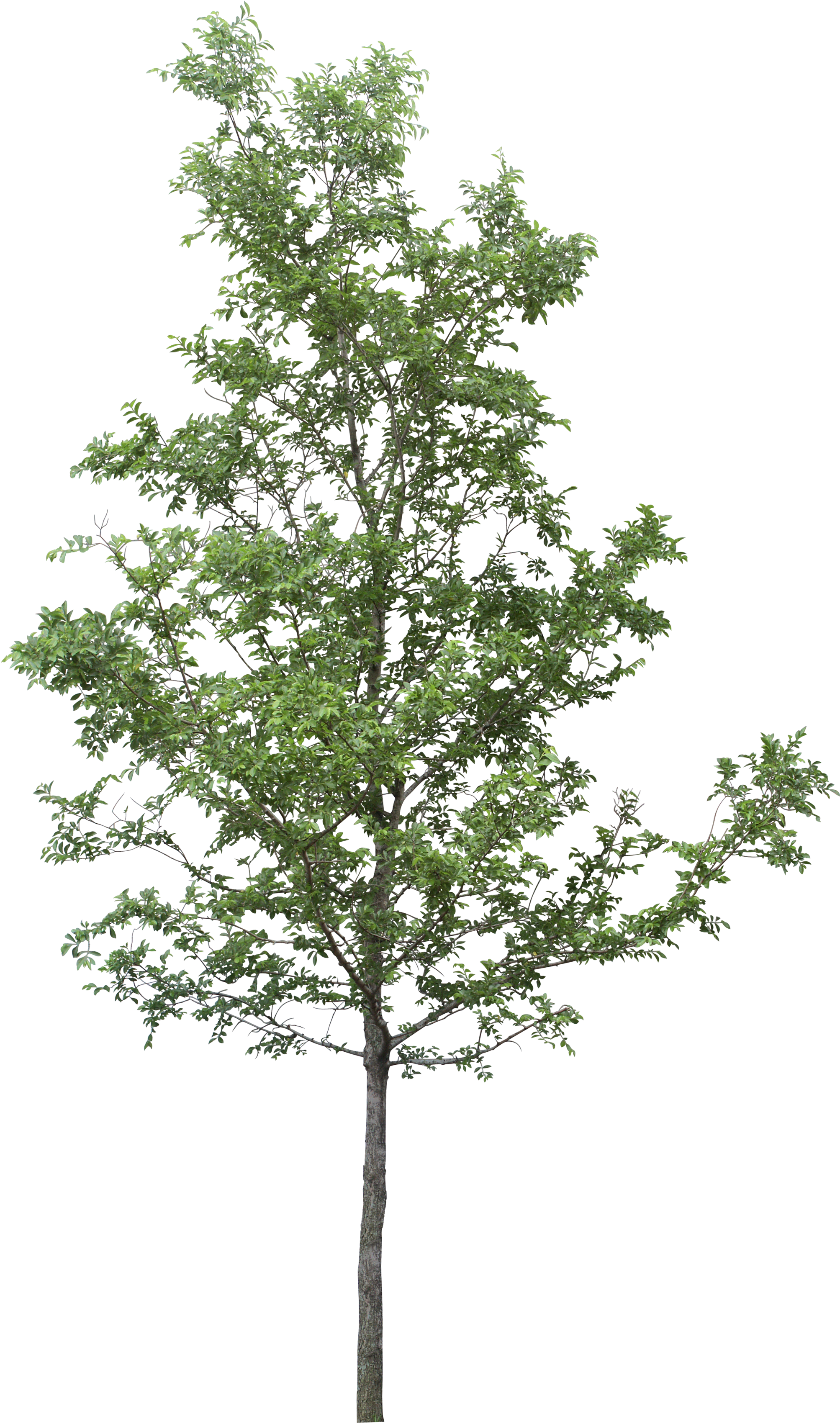 Tree Render, Tree Photoshop, Tree Sketches, Landscape - Tree Png (2037x3500), Png Download