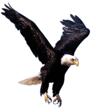 3 Flying Eagle Png Image Download Thumb - Eagle Png (400x400), Png Download