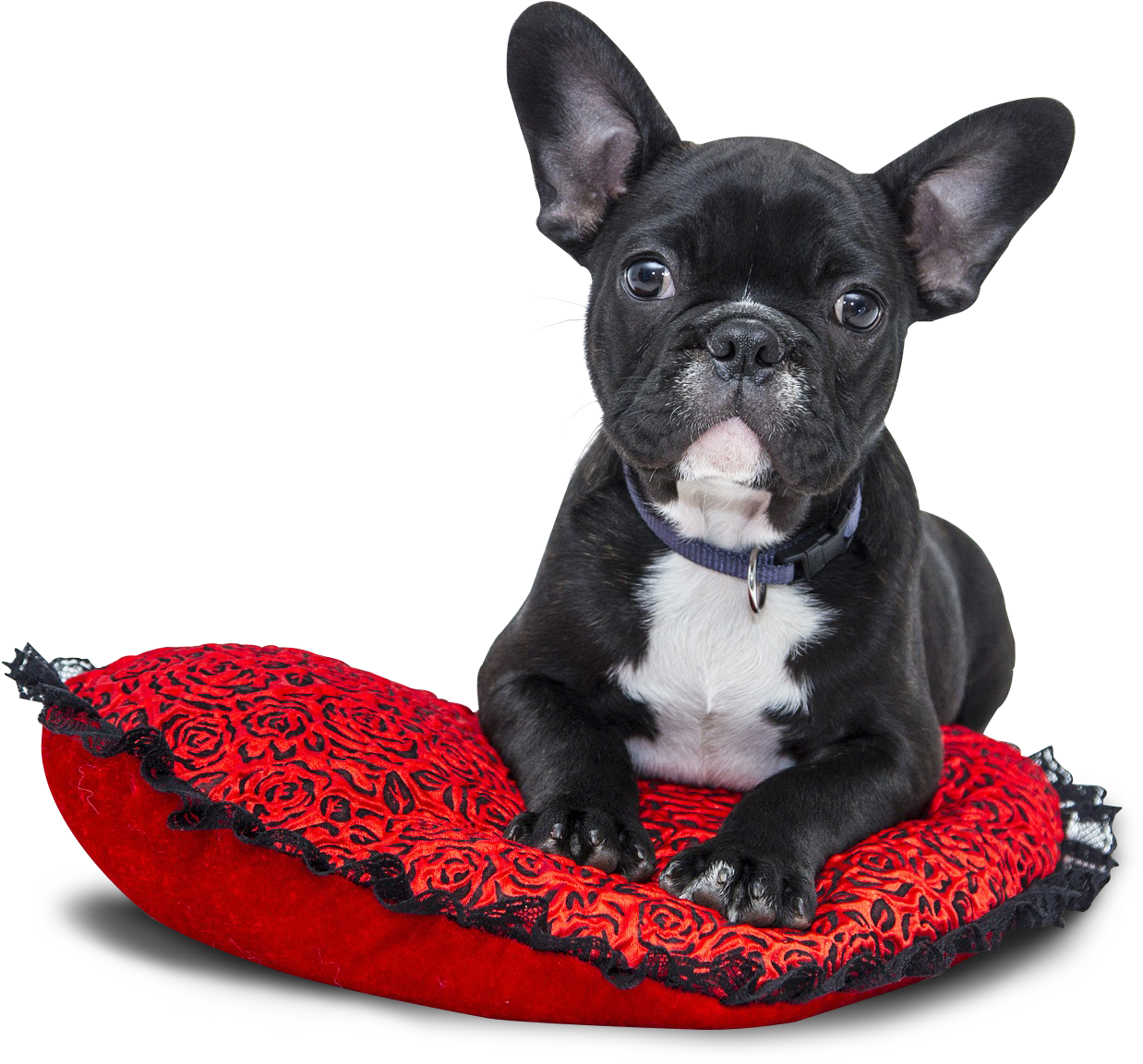 Popular French Bulldog Names Girl (1464x1280), Png Download