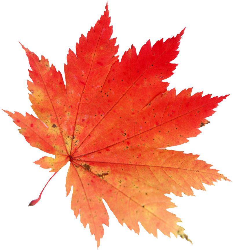 Png Autumn Leaves Falling Clip Art Royalty Free - Maple Leaf Png (804x889), Png Download