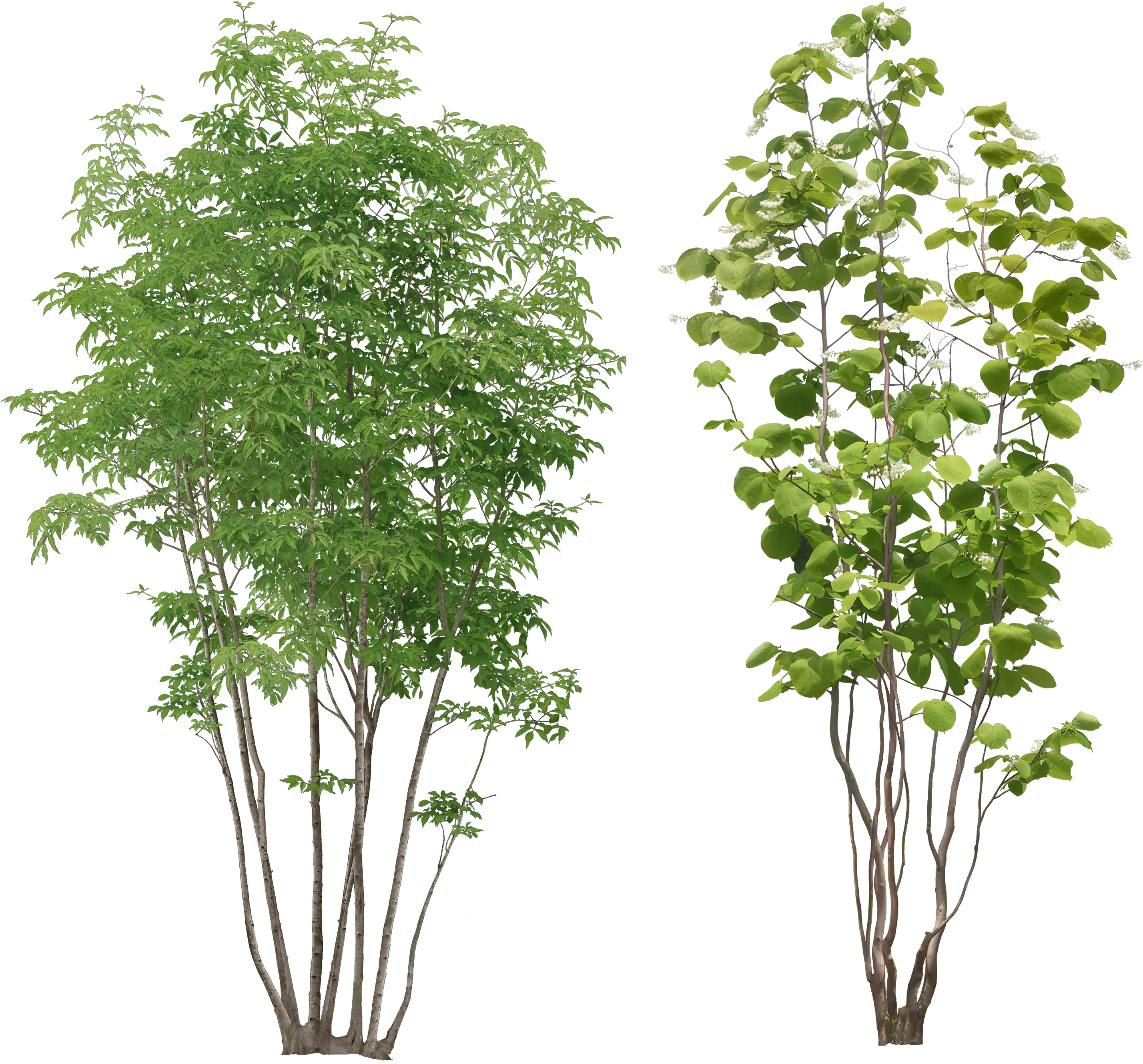 Tree Png Image - Small Tree Png (2946x2746), Png Download