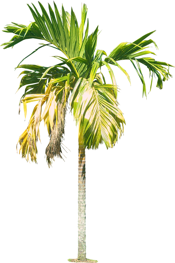 Arecacatechuvarl Cut Out Cambodian - Areca .png (729x1100), Png Download