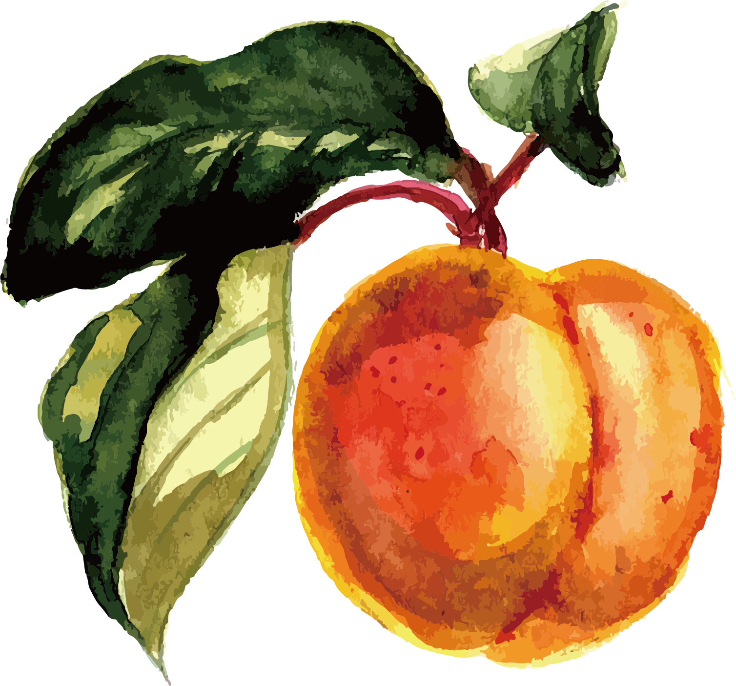 Fruit Watercolor Painting - Fruit Watercolor Png (1508x1405), Png Download