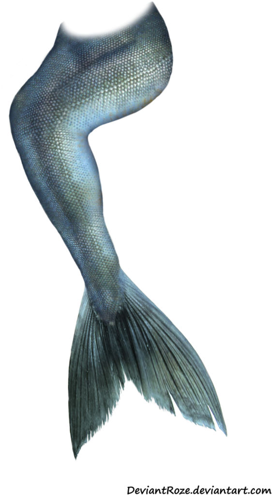 Mermaid Tail 05 *updated* By ~deviantroze On Deviantart - Mermaid Tail Photoshop Overlay (708x1127), Png Download