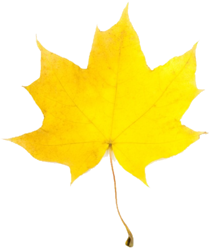 Leafs Falling Png - Yellow Fall Leaf Clip Art (600x600), Png Download