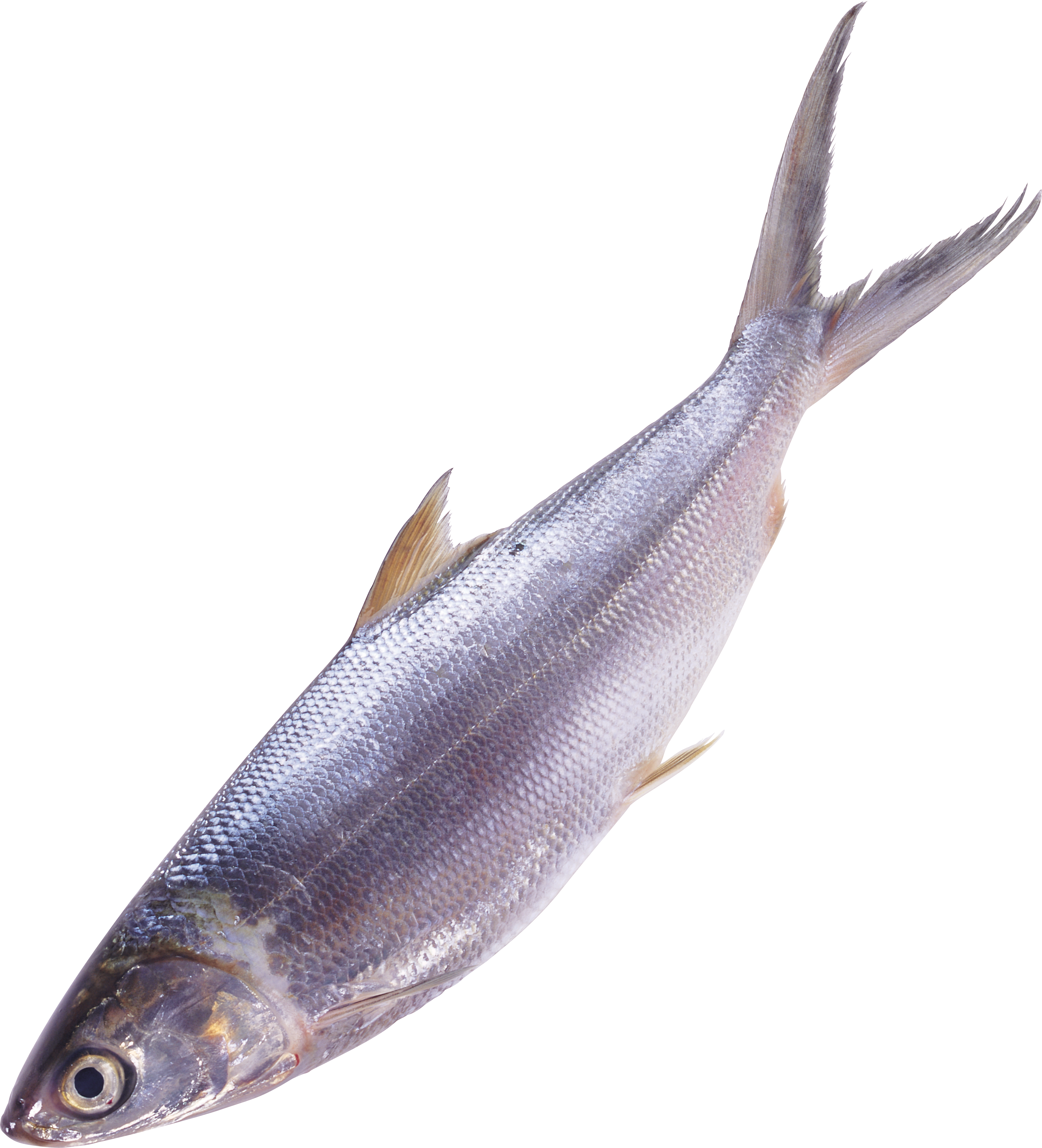Fish Png (2054x2264), Png Download