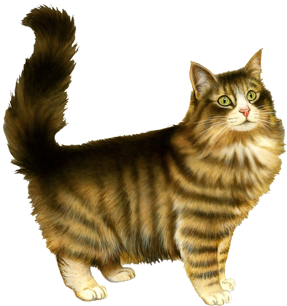 Cat Klipart Png Transparent Image - Valentines Day Cards Cats (1100x1075), Png Download