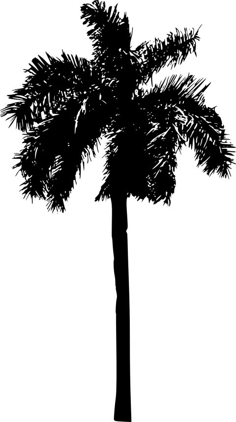 Free Png Palm Tree Png Images Transparent - Palm Tree Silhouette Png (480x856), Png Download