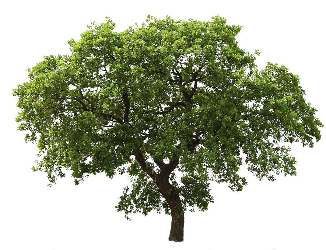 Tree Free Download Png - Transparent Background Tree Clipart (1100x823), Png Download