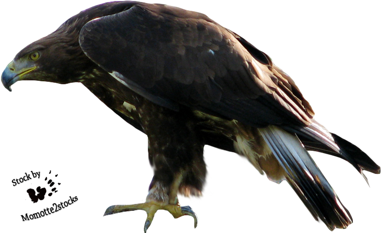 Eagle Png (797x505), Png Download