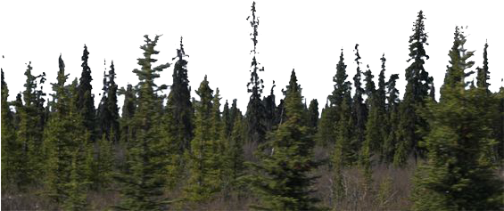 Forest - Forest Png (564x287), Png Download