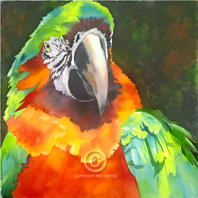World Renowned And Award Winning Watercolor Artist - Macaw (1000x630), Png Download