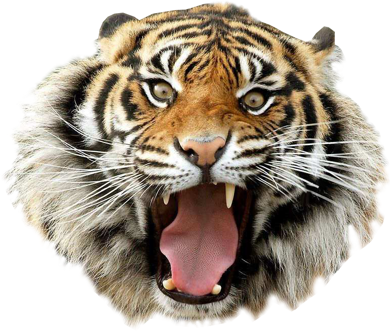 Angry Tiger Transparent Background Clip Art - First Day Period Meme (624x520), Png Download