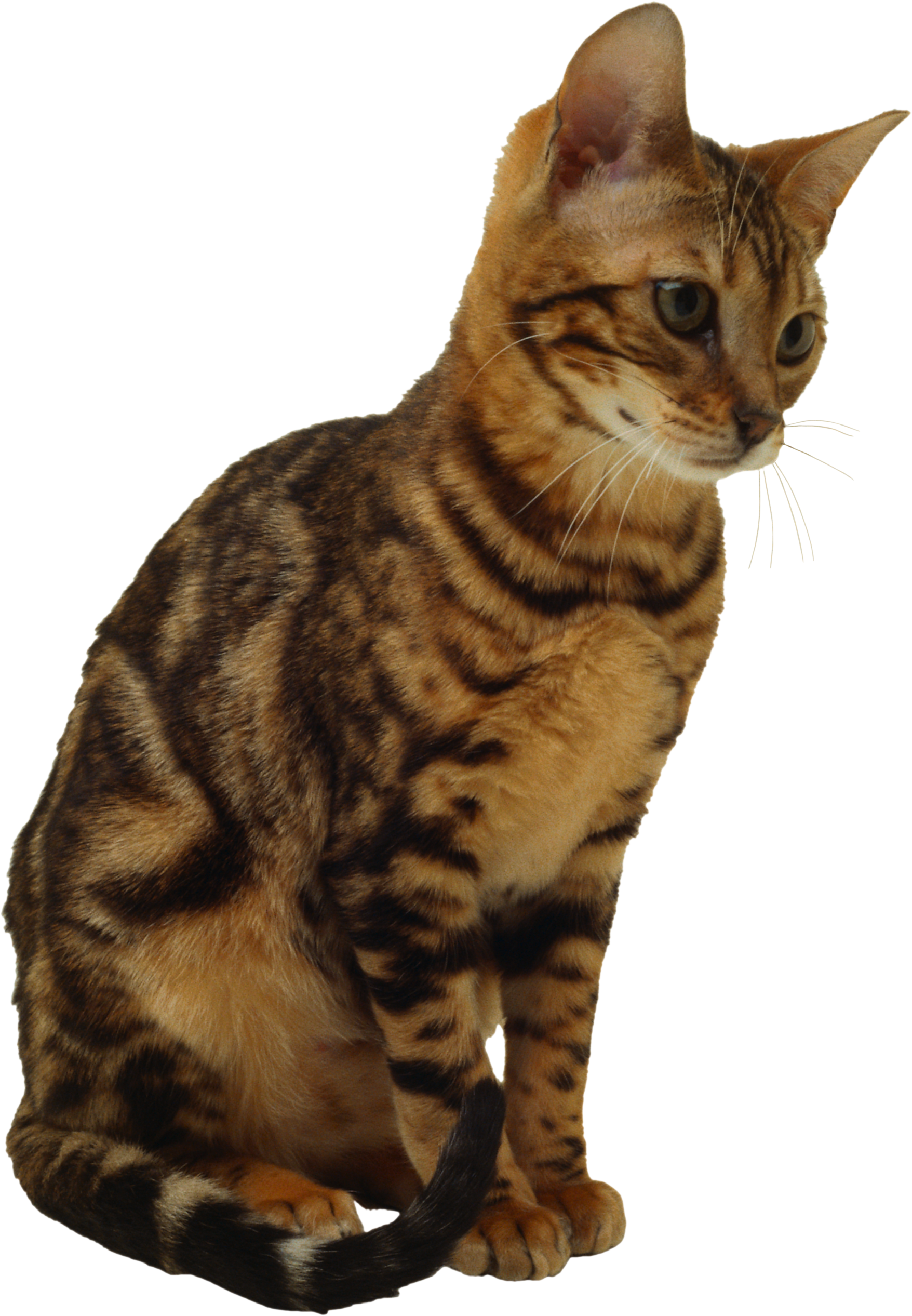 Bert And Ernie Cat (1756x2533), Png Download