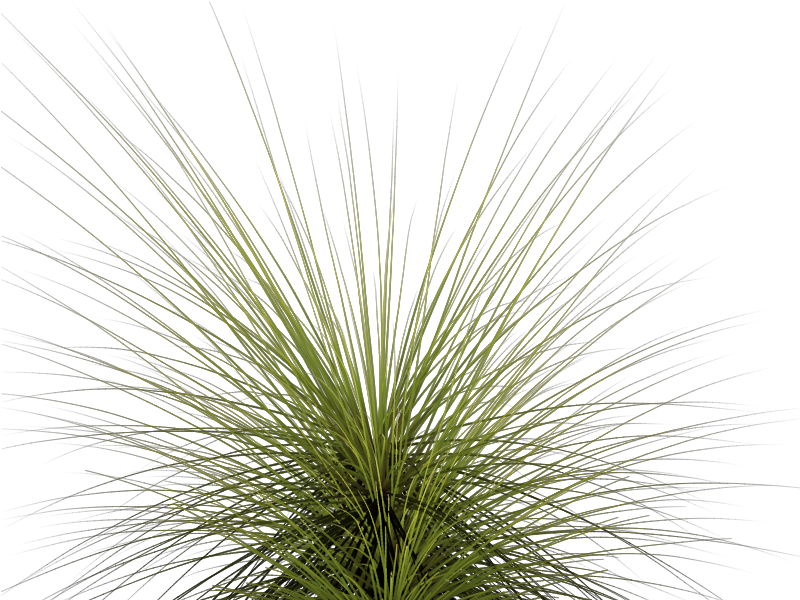 Tall Grass Png - Tall Grass (800x600), Png Download