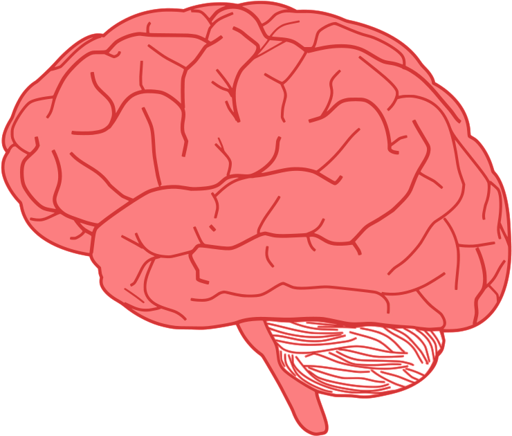 Pink Brain - Brain Clipart (640x545), Png Download