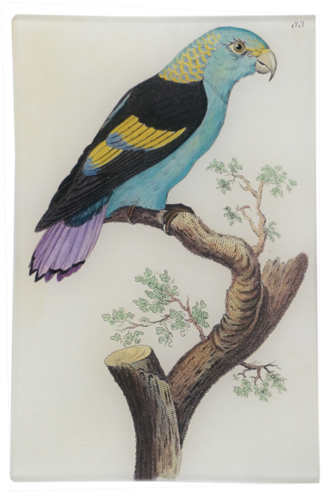 Black-winged Parrakeet - Finch (500x500), Png Download