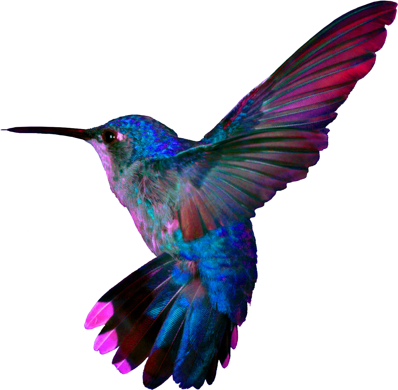 Hummingbird4 - Cafepress Hummingbird Throw Pillow (1366x1295), Png Download