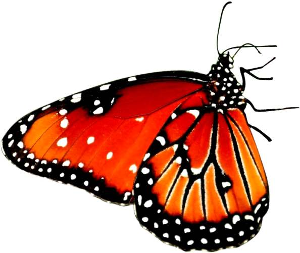 Flower Sitting Butterfly Png - Butterfly On Flower Png (636x538), Png Download