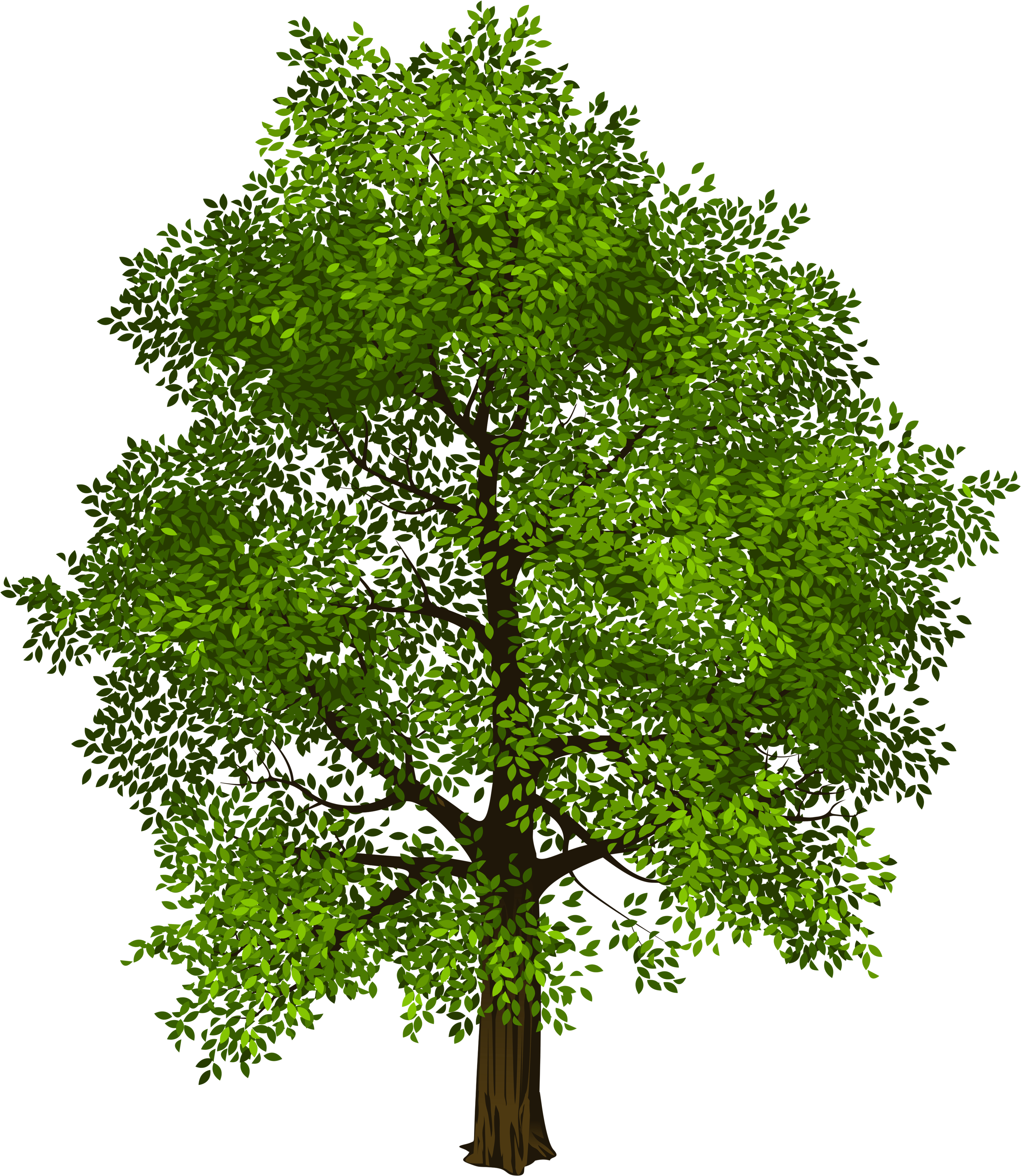 Trees Png (4498x5270), Png Download