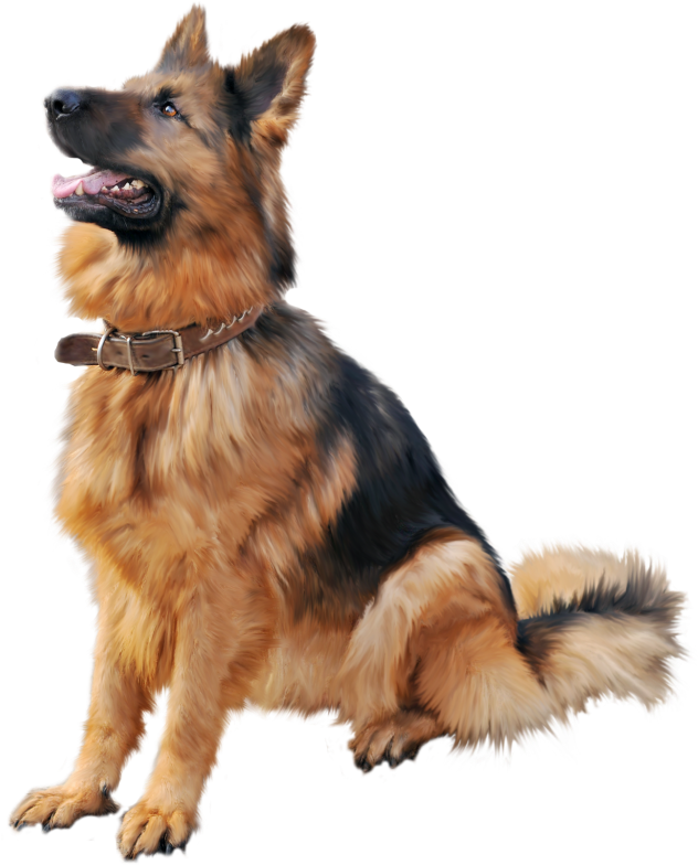 German Shepherd Dog Png Clipart - German Shepherd Dog Png (635x800), Png Download