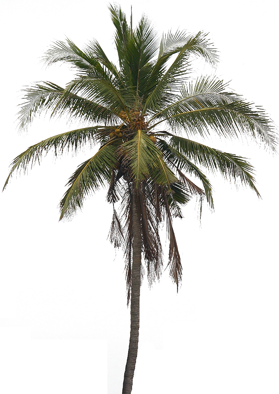 Coconut Tree Images Transparent - Coconut Tree Png Free Download (566x800), Png Download