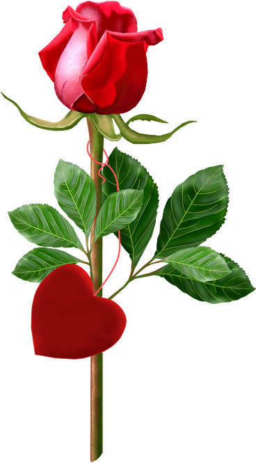 Beautiful Single Rose Red - Happy Anniversary With Rose (576x665), Png Download