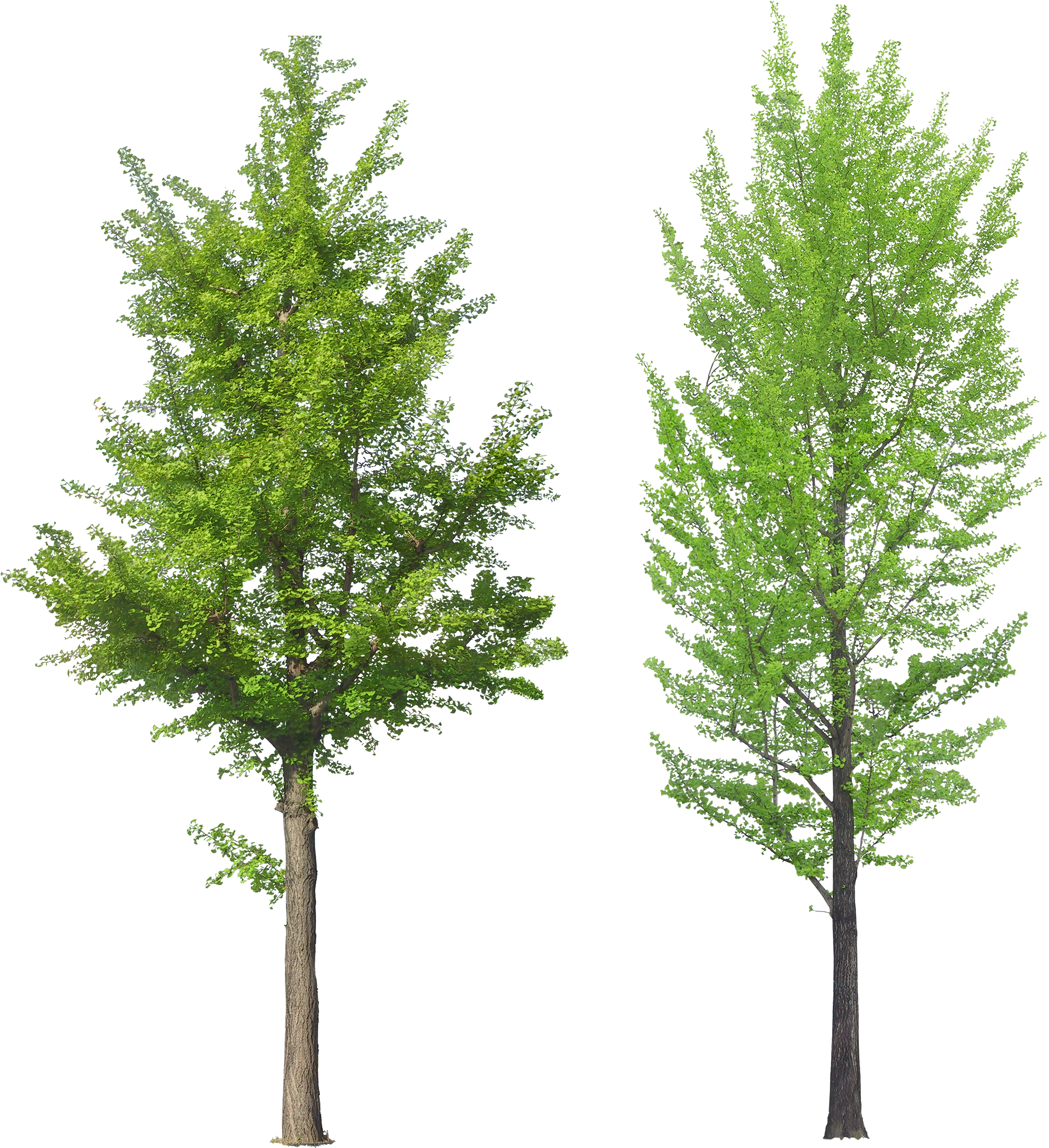 Tree Png Image - Front View Tree Png (2652x2841), Png Download