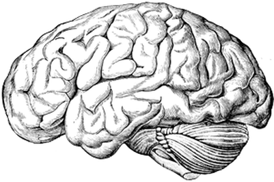 Brain Old Drawing - Remove A Brain By David Haviland (400x400), Png Download