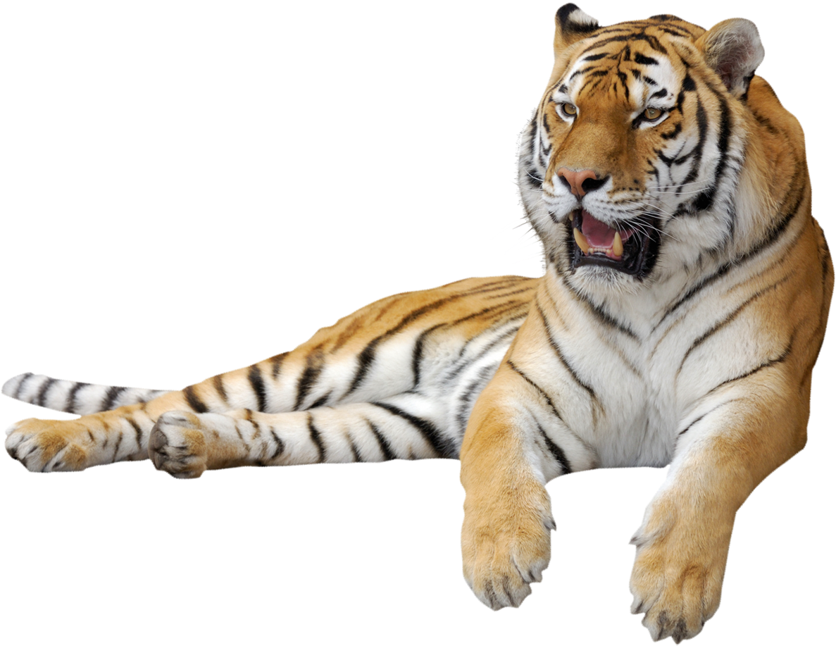 Tiger Png Clipart Picture - Tiger Png Gif (1200x938), Png Download