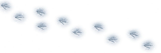 Graphic Black And White Stock Penguin Footprint For - Snow Footprints Png (640x212), Png Download