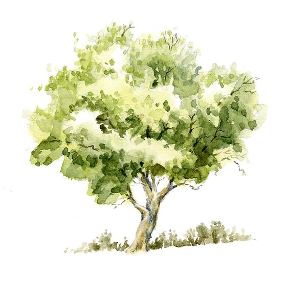 Drawing Watercolor Painting Tree Pencil Sketch - Watercolor Tree (564x599), Png Download