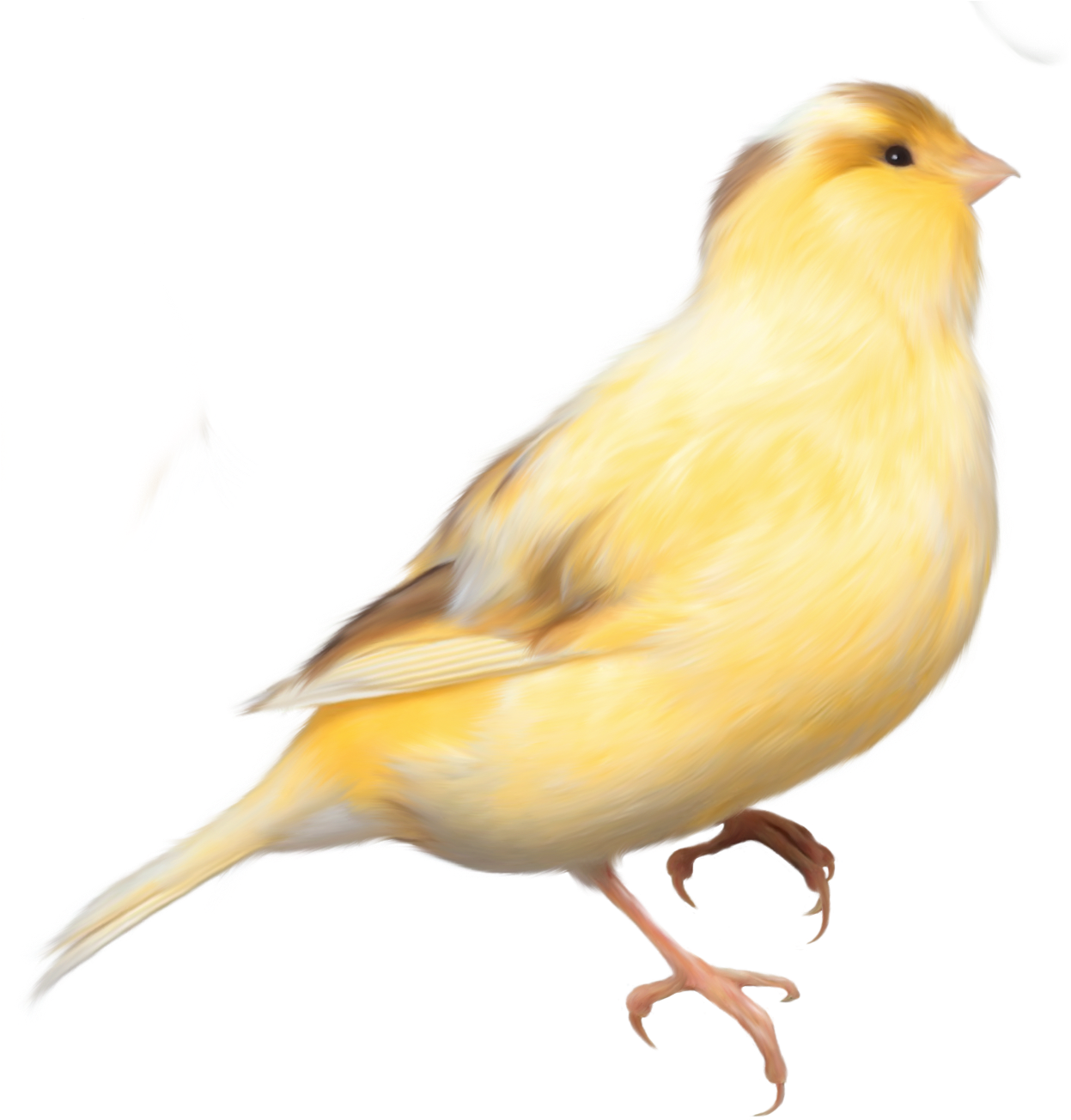 Finch Clipart Bird Png - Canary Png (1275x1348), Png Download