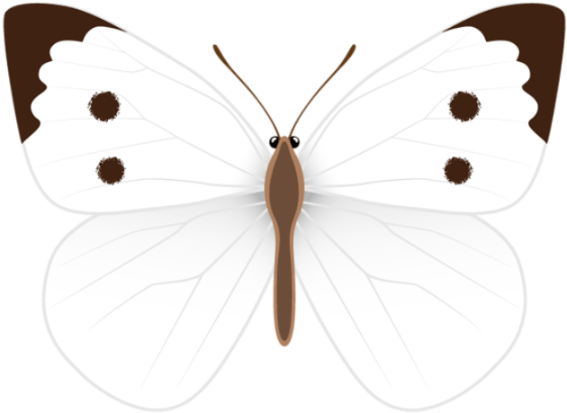 White Butterfly, Clipart Images, Photo Ideas, Clip - White Butterfly Clipart (600x435), Png Download